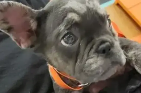 Lost Merle French Bulldogs in Atlanta