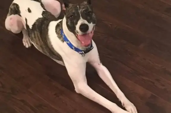 Sweet, Shy Dog Lost on Sand Lake Lane