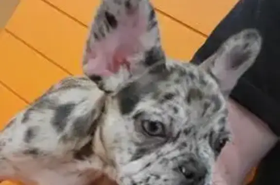 Lost French Bulldog: Chocolate Merle