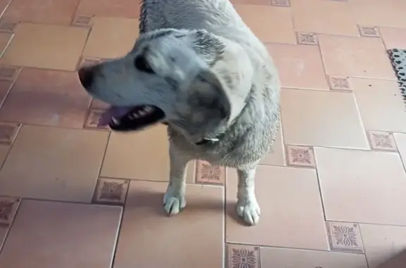 Perro Perdido en Abejar, ¡Ayúdanos!