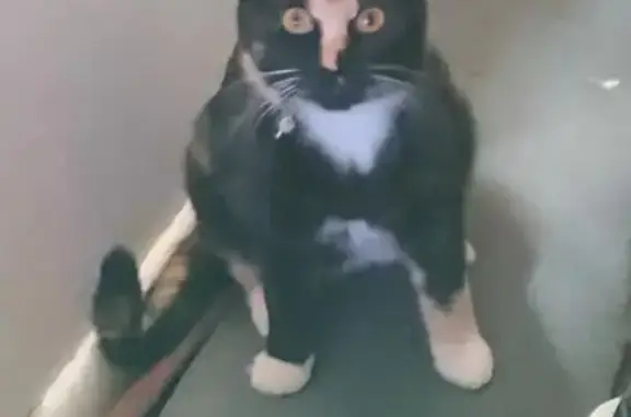 Lost: Pregnant Cat with Orange Nose