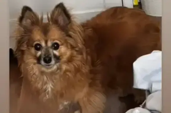 Lost Senior Chihuahua Needs Urgent Care