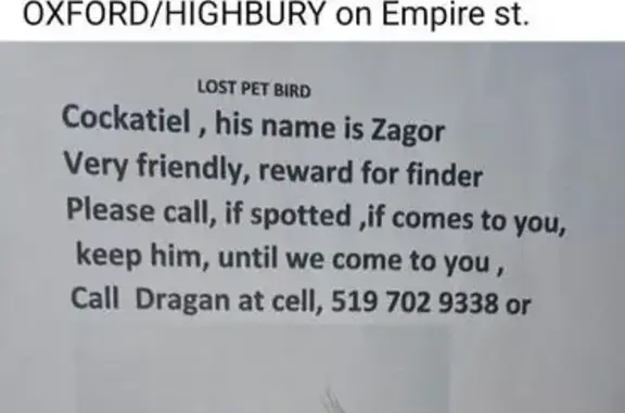 Lost: Friendly 15-Year-Old Coc...
