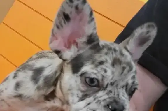 Lost Dog: Spotted in Atlanta, Lakerock