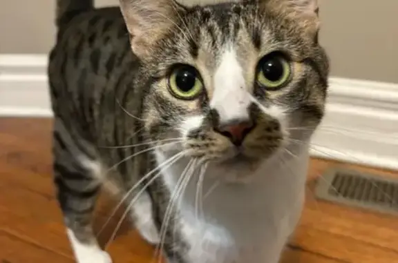 Lost Friendly Tabby Cat in Zeeland Area