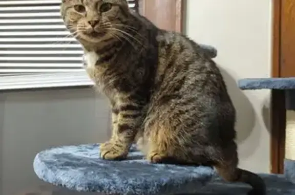 Lost Cat: Clipped Ear Near Victorian Gate