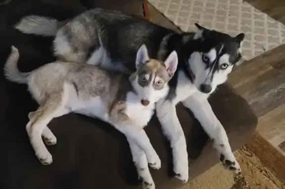 Two Missing Huskies in Wolf Lodge, ID