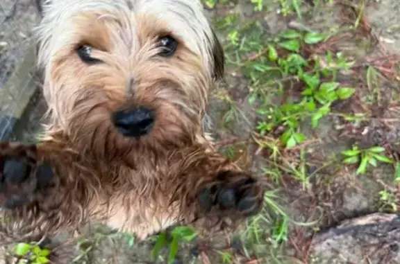 Found Yorkshire Mix: Brown Col...