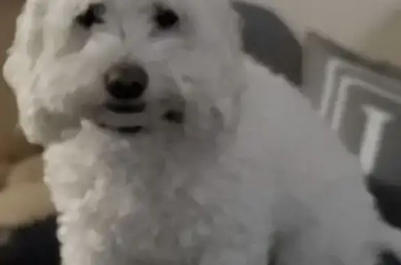 Lost Shy Maltipoo: Ary on Redland Rd