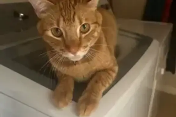 Lost Orange Tabby: Cheeno Missing in McKinney