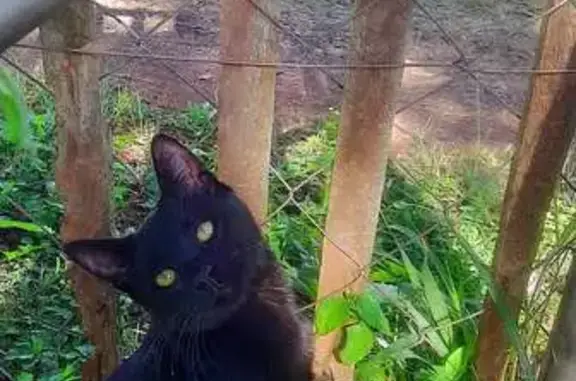 Lost Black Cat: Red Collar, Dalmada AH