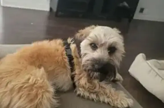 Lost Brown Dog on S. Komensky Ave, Chicago