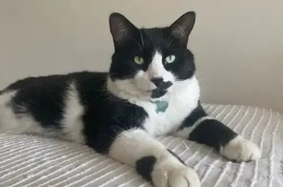 Friendly Lost Cat on Gerrard St East