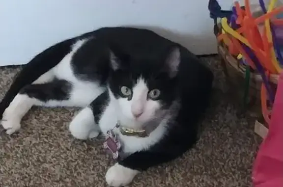 Lost Cat: Black with White Socks in Detroit