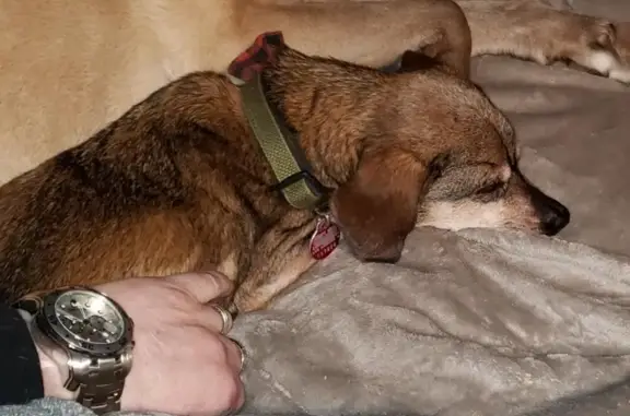 Lost 17-Year-Old Dachshund in Moxee