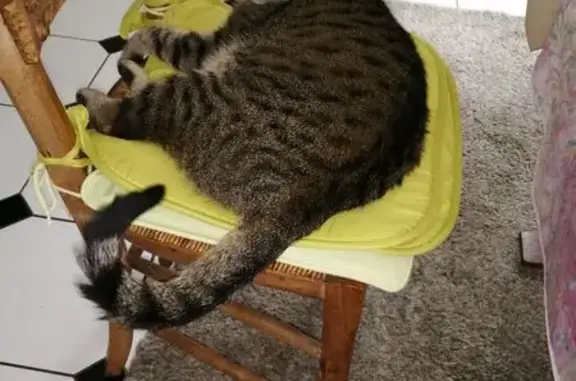 Chat perdu : tigré gris, La Teste-de-Buch - photo
