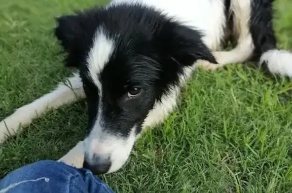 Lost: Friendly 6-Month Puppy i...