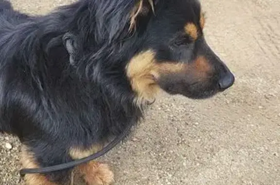 Animaux trouvés Penta-di-Casinca, photo: Chien noir et fauve trouvé à Penta-di-Casinca