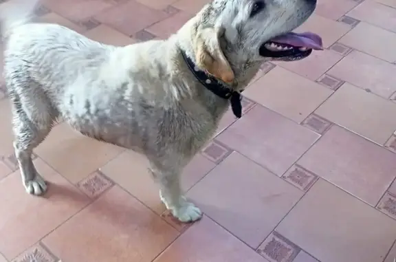 ¡Ayuda! Perro perdido en El Te...
