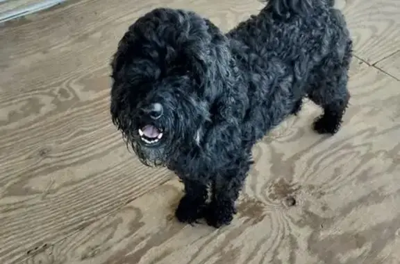 Lost Dog Alert: Sweet Black Curly Pup!
