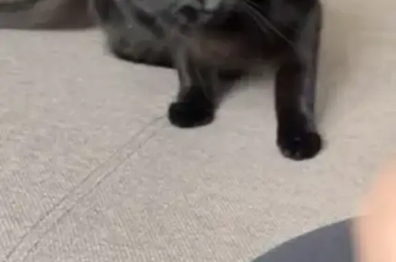 Chatte perdue Kiara, noire yeux jaunes - photo