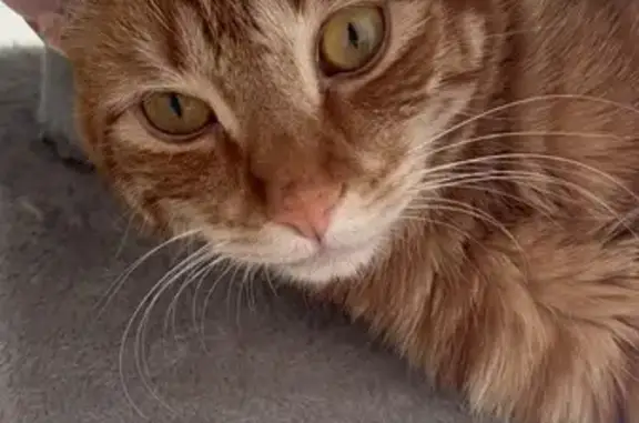 Gato Perdido: Cheddar, Naranja y Sociable