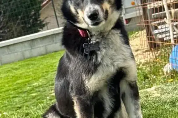 Chien perdu, collier rouge, vu à Chabons - photo