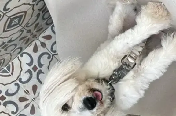 Perro perdido: blanco, ojos bicolor, sordo