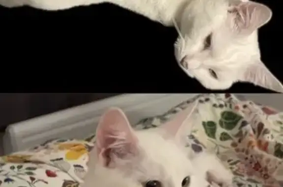 Animaux perdus Lille, photo: Chat blanc mâle perdu près du parc Sarrazins