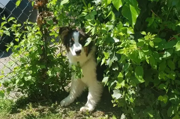 Chien perdu Ouges, photo : Berger australien sauvé à Ouges