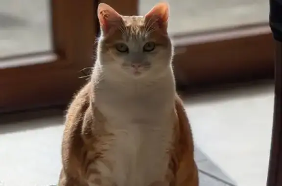 Chat perdu, , photo: Chatte Rousse et Blanche Perdue à Sainte-Marie