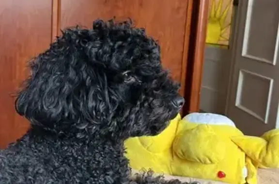Perro Perdido en Astillero: Arnés Azul