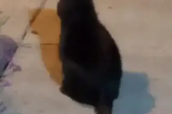 Found: Deaf Black Cat on Donna...