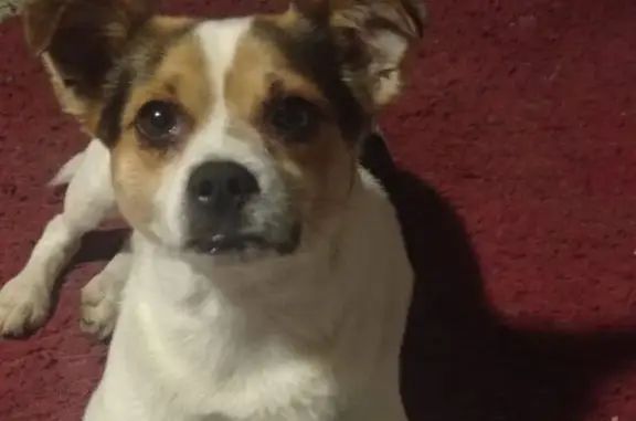 Perro Perdido: Pequeño Blanco con Manchas Negras