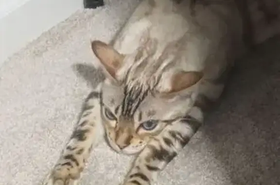 Lost White Bengal Cat: Blue Eyes, 19th St NW