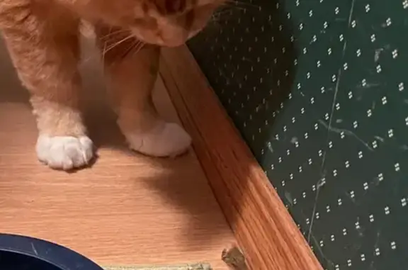 Lost: Large Orange Tabby with Unique Markings