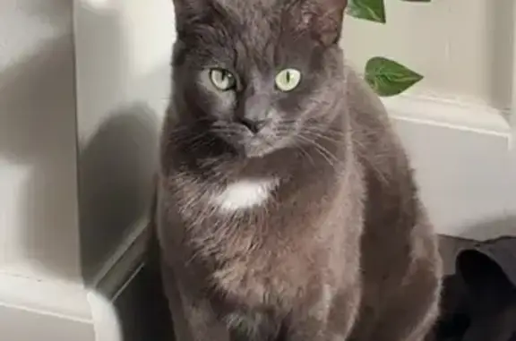 Lost Cat: Boba with Glowing Collar