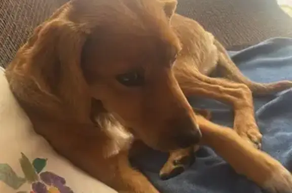 Perra Perdida: Canela, Miedosa y Dócil