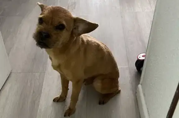 Perro mestizo marrón perdido en Clara del Rey