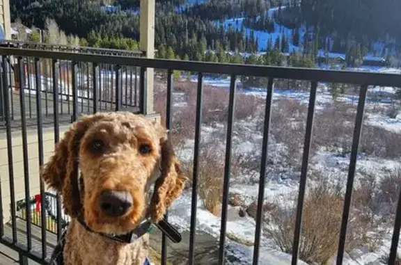 Lost Tan Goldendoodle in Parker Area
