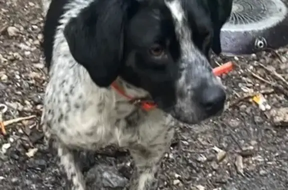 Chien trouvé Nantes, photo: Chien noir et blanc trouvé à Nantes