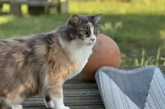 Chat tricolore perdu, Impasse des Pêcheurs - photo