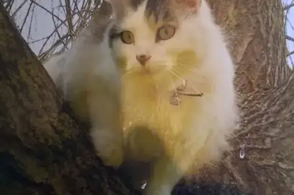 Chatte angora perdue, Blanche et grise, Gleizé - photo