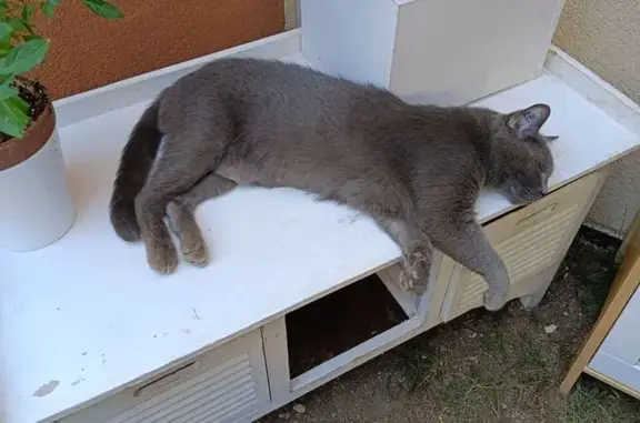 Animaux perdus Istres, photo: Perdu : Shadow, chartreux 12 ans à Istres