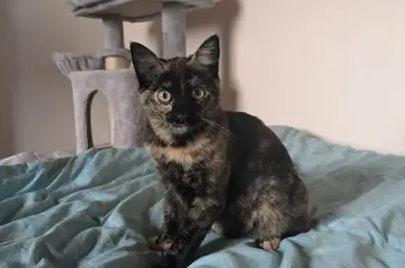 Animaux trouvés Nanterre, photo: Chat Écaille perdu, Nanterre, Rue Rouget