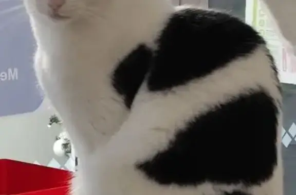 Animaux perdus Bordeaux, photo: Chat perdu : Milo, sociable et bavard