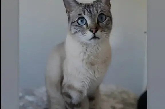 Chat Perdu Rue des Thuyas, Lattes - photo