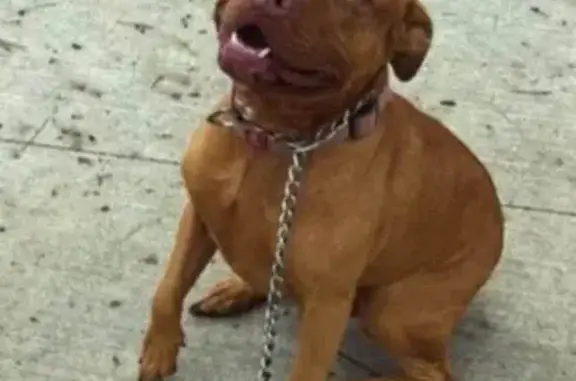 Lost Dog: Pink Collar, Winter Coat