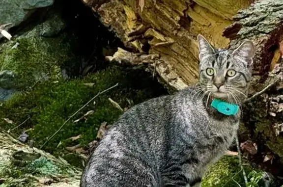 Lost Cat Luna Near Bear Run Rd, Millmont