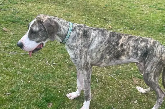 Help Find Darcy: Skittish Brindle Great Dane